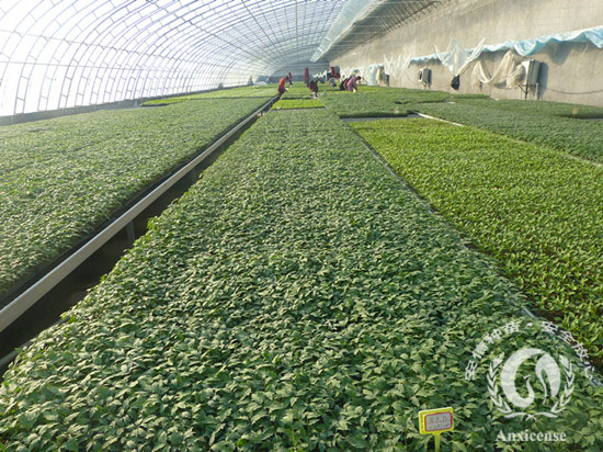 安信番茄苗基地